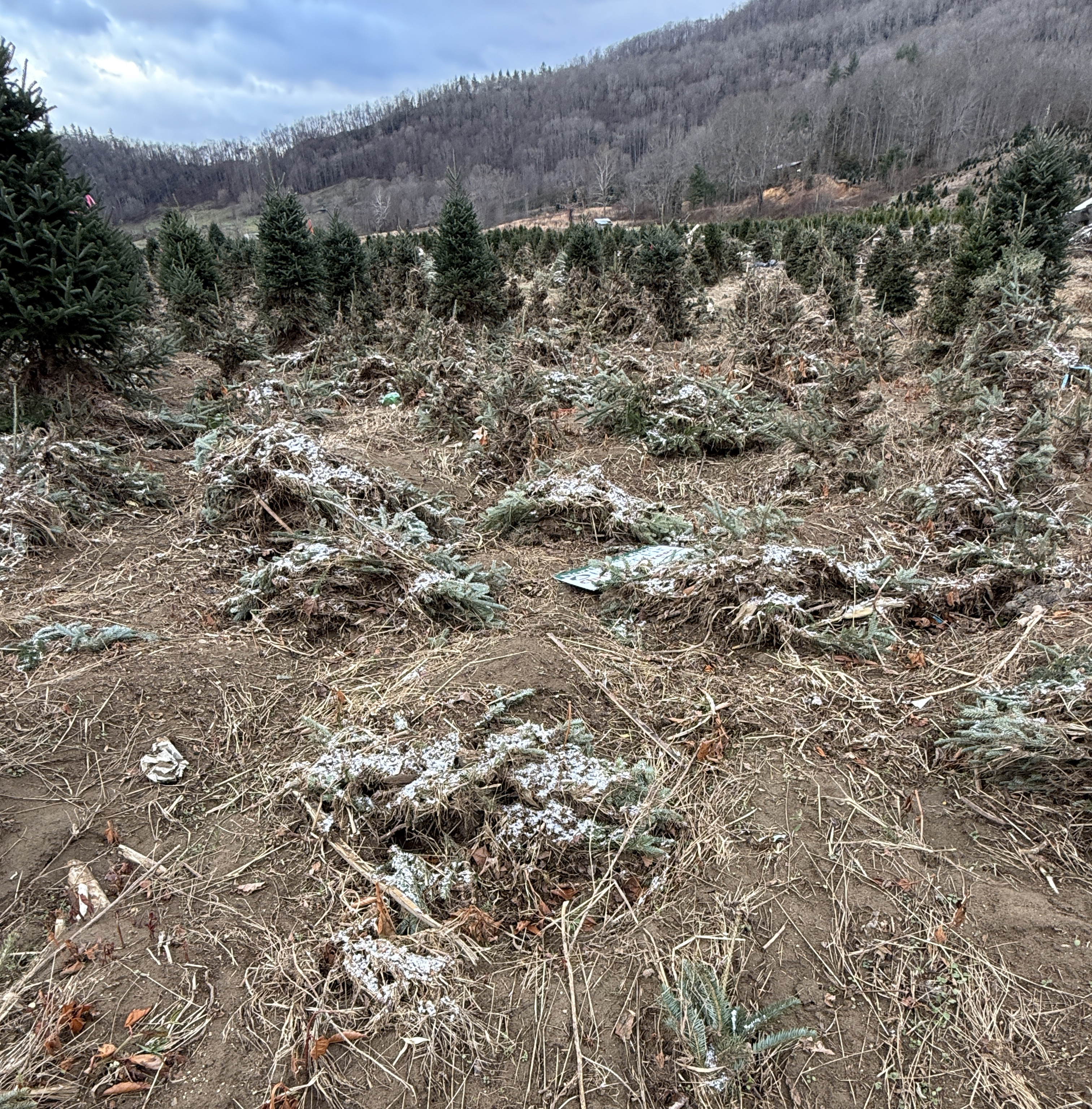 Christmas trees in North Carolina knocked down from Hurrican Helene.